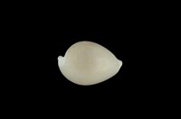 藏品(中華海兔螺)的圖片